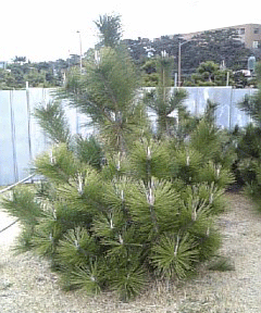 値上がりの松