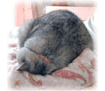 �슴�l�R�@�~�[�R