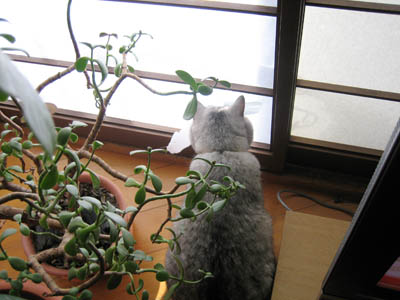 霊感ネコ ミーコ