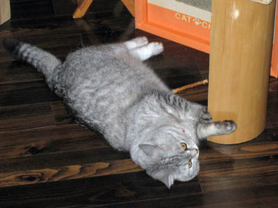 霊感ネコ ミーコ