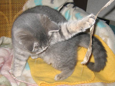 霊感ネコ ミーコ