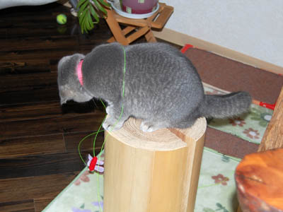霊感ネコ ミーコ