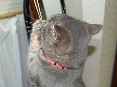 霊感ネコ ミーコ