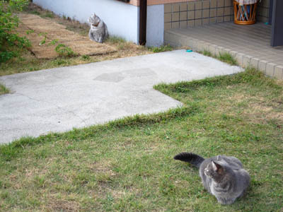 霊感ネコ ミーコ