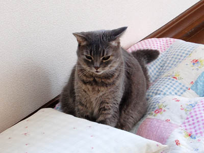 霊感ネコ ミーコ