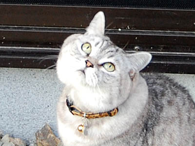 霊感ネコ ミーコ