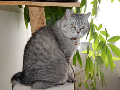 霊感ネコ ミーコ
