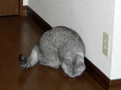 霊感ネコ ミーコ