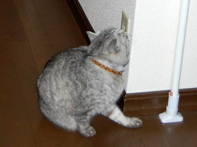 霊感ネコ ミーコ