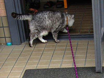 霊感ネコ ミーコ