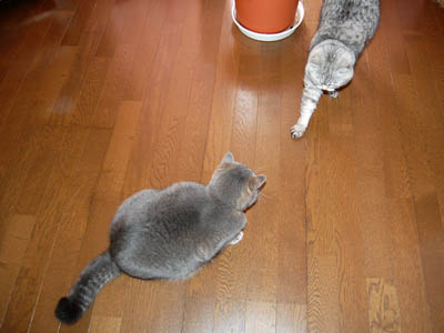 霊感ネコ ミーコ