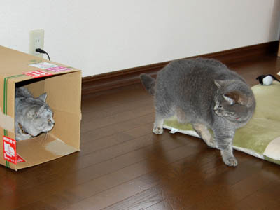 霊感ネコ ミーコ