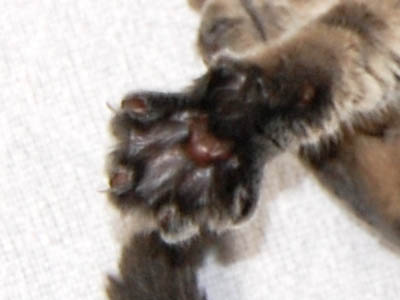 霊感ネコ ミーコ
