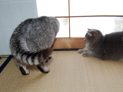 霊感ネコ ミーコ