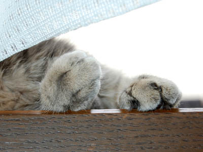 占い メール鑑定 ミーコ