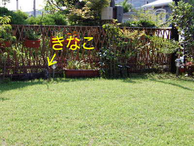 占い メール鑑定 ミーコ