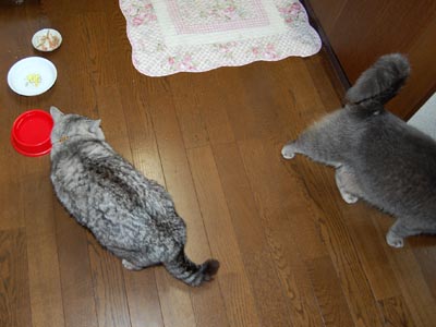 占い メール鑑定 ミーコ
