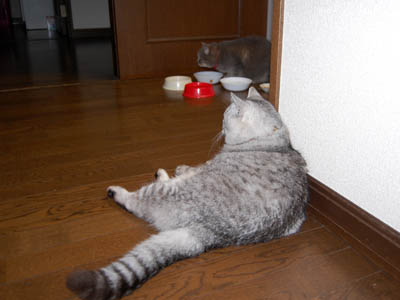 占い メール鑑定 ミーコ