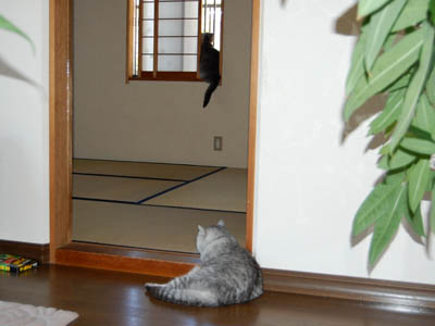 占い メール鑑定 ミーコ