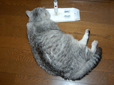 占い メール鑑定 ミーコ