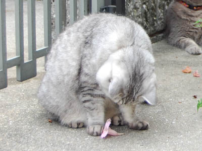 占い メール鑑定 ミーコ