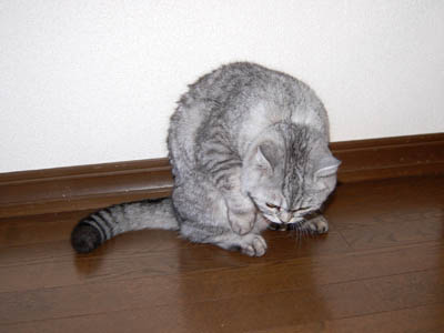 占い メール鑑定 ミーコ