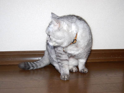 占い メール鑑定 ミーコ