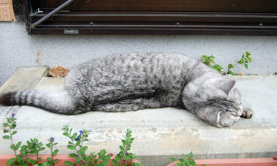占い メール鑑定 ミーコ