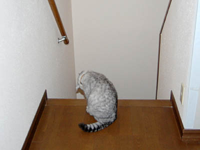 占い メール鑑定 ミーコ