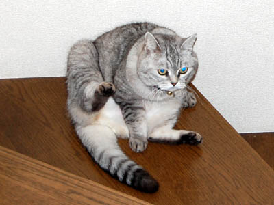 占い メール鑑定 ミーコ