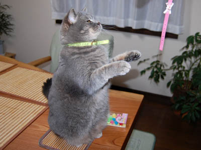 占い メール鑑定 ミーコ