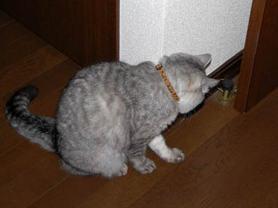 占い メール鑑定 ミーコ
