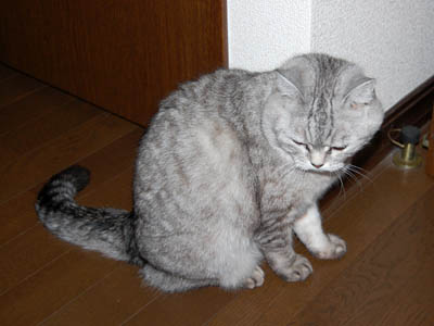 占い メール鑑定 ミーコ