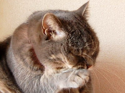 占い メール鑑定 ミーコ