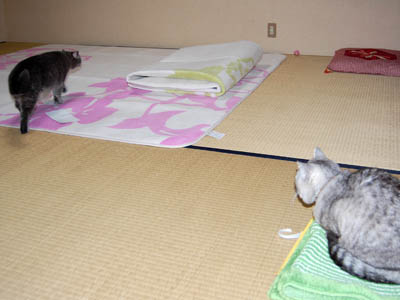 占い メール鑑定 ミーコ