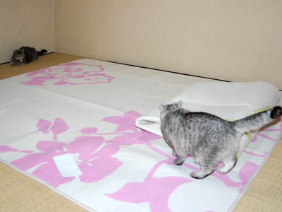 占い メール鑑定 ミーコ