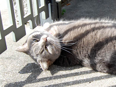 占い メール鑑定 ミーコ