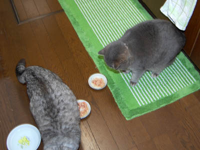 占い メール鑑定 ミーコ