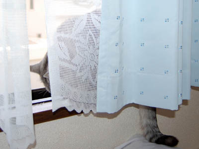 占い メール鑑定 ミーコ