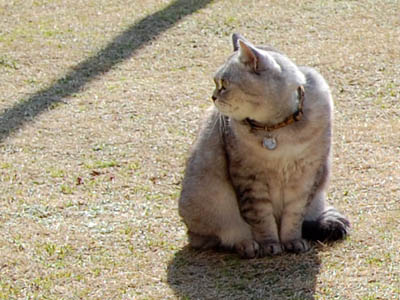 占い メール鑑定 ミーコ