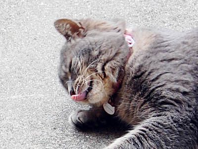 占い メール鑑定 ミーコ