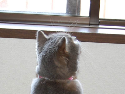 占い メール鑑定 ミーコ