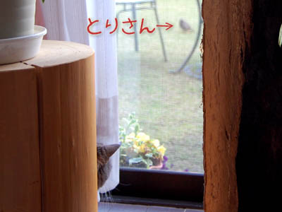 占い メール鑑定 ミーコ
