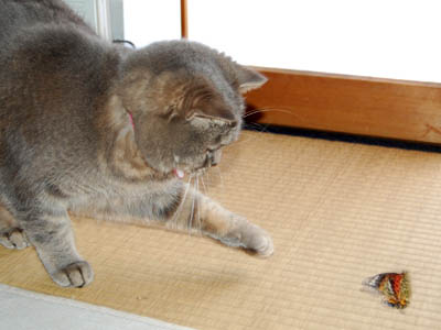 占い メール鑑定 ミーコ