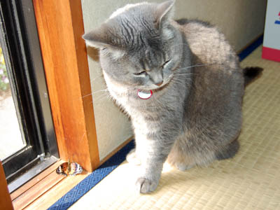 占い メール鑑定 ミーコ