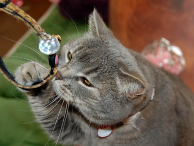 占い メール鑑定 ミーコ