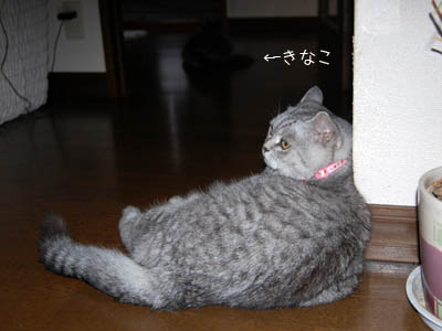占い メール鑑定 ミーコ