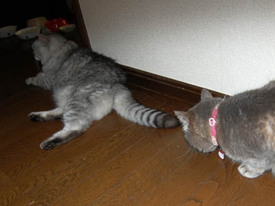 占い メール鑑定 ミーコ