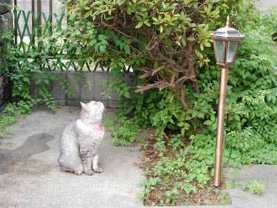 占い メール鑑定 ミーコ