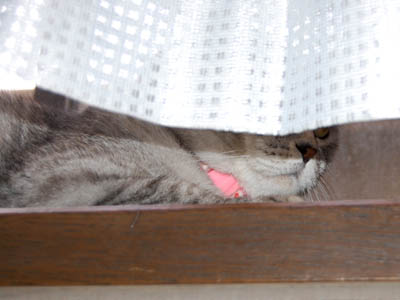 占い メール鑑定 ミーコ